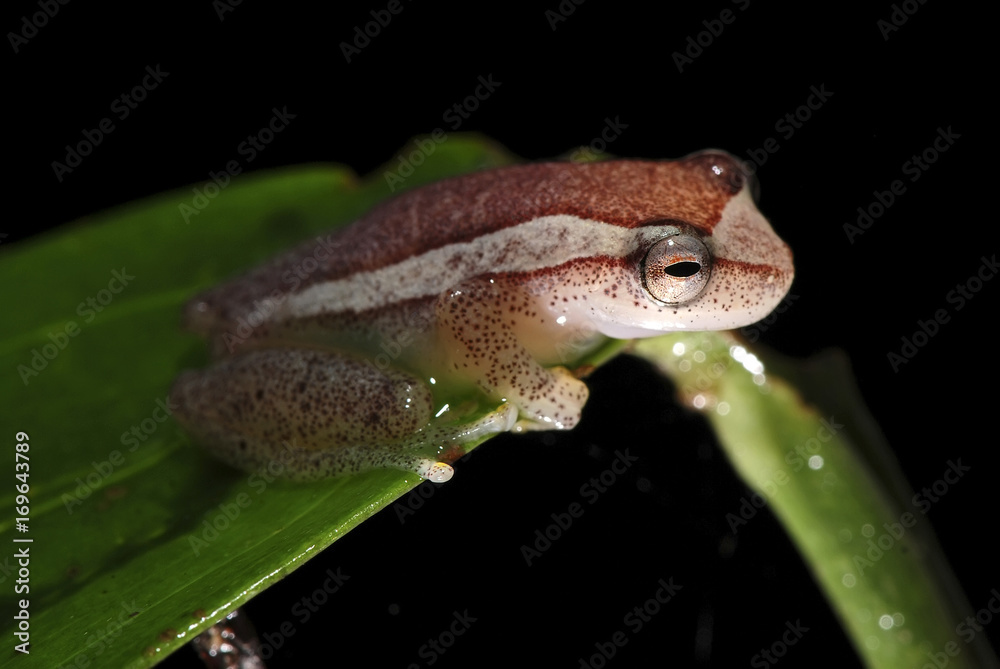 Perereca-de-moldura (Dendropsophus elegans) | Elegant forest treefrog fotografado em Guarapari, Espírito Santo - Sudeste do Brasil. Bioma Mata Atlântica. Perereca-de-moldura (Dendropsophus elegans) | Elegant forest treefrog fotografado em Guarapari, Espírito Santo - Sudeste do Brasil. Bioma Mata Atlântica.
