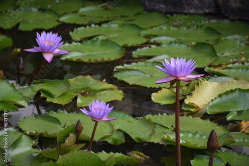 Teich mit Lotusblumen