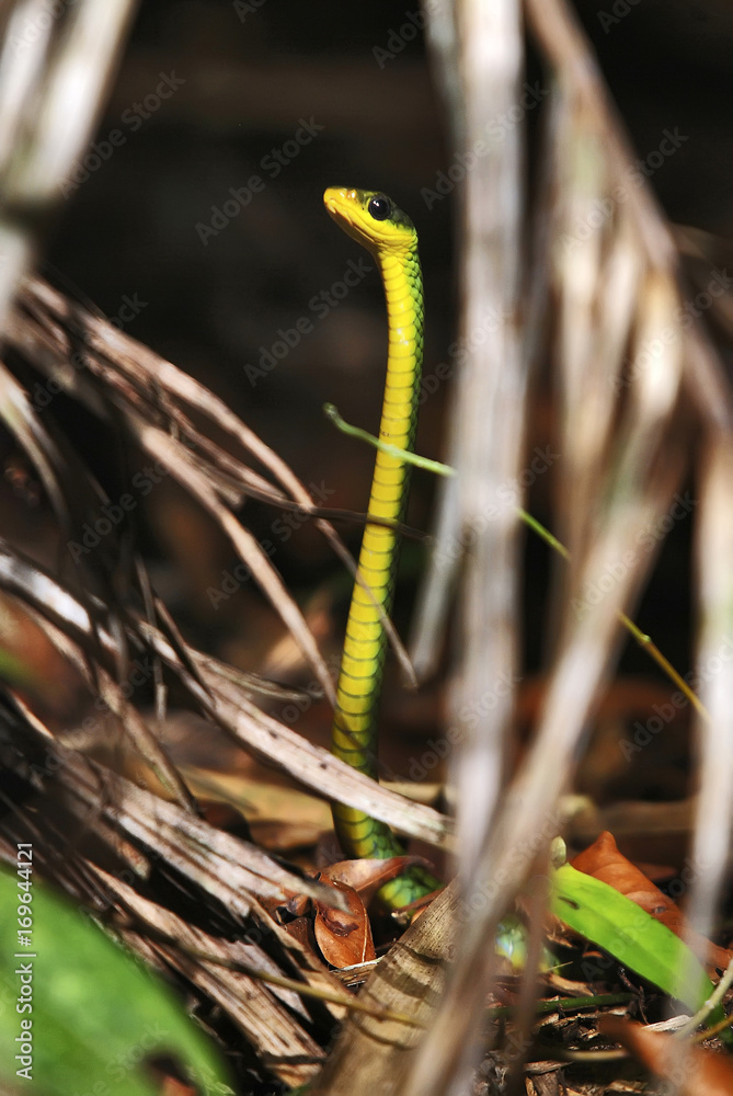 Cobra-cipó-verde (Chironius bicarinatus) | Two-headed Sipo  fotografado em Guarapari, Espírito Santo -  Sudeste do Brasil. Bioma Mata Atlântica.