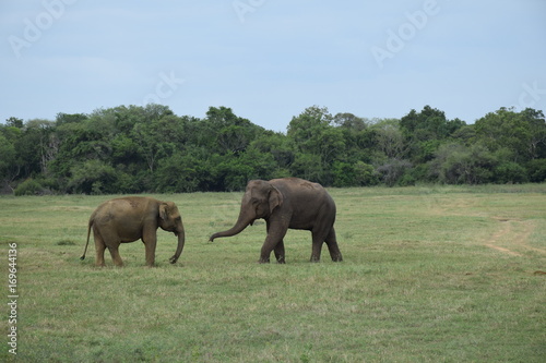 Elefanten im Minneriya Nationalpark