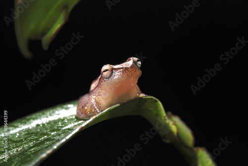 Perereca-de-moldura (Dendropsophus elegans) | Elegant forest treefrog  fotografado em Guarapari, Espírito Santo -  Sudeste do Brasil. Bioma Mata Atlântica. photo