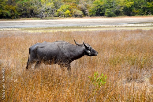 Fototapeta Naklejka Na Ścianę i Meble -  Landschaft im Yale Nationalpark mit Büffel