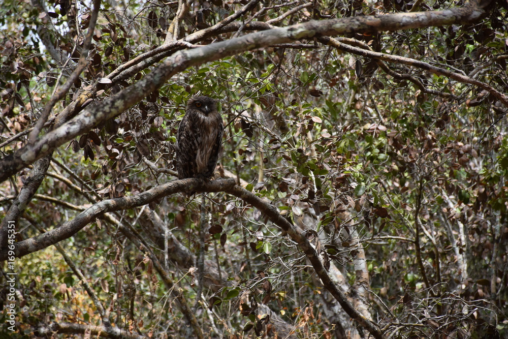Fototapeta premium Braune Fisch-Eule (Bubo Zeylonensis oder Ketupa Zeylonensis