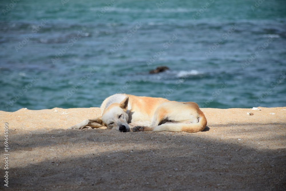Schlafender Hund am Strand Schlafender Hund am Strand
