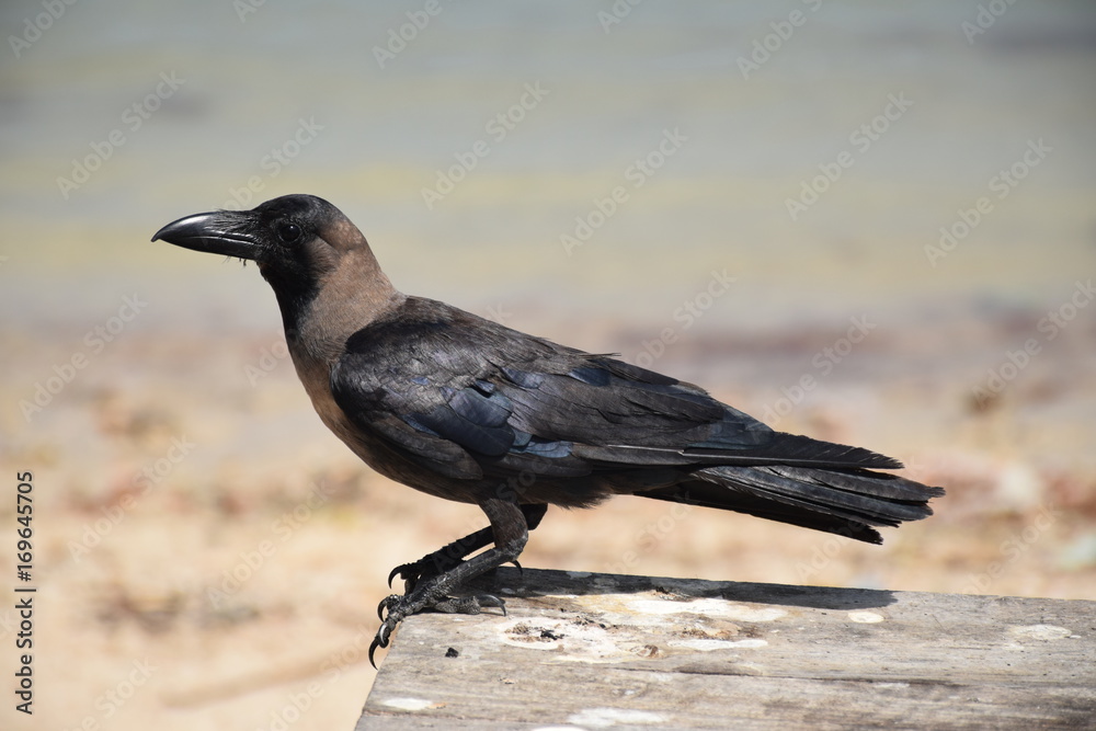 Obraz premium Glanzkrähe, Corvus splendens