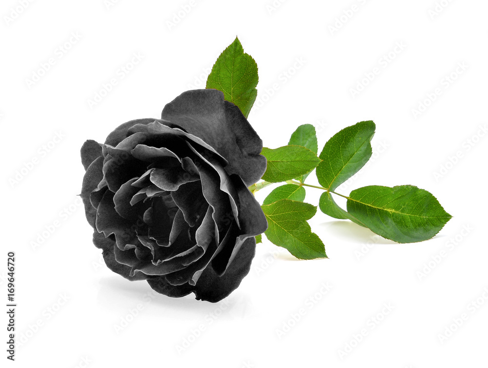 Fototapeta premium black rose isolated on white background