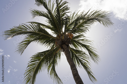 Nice photography of a coconut palm tree from bellow.