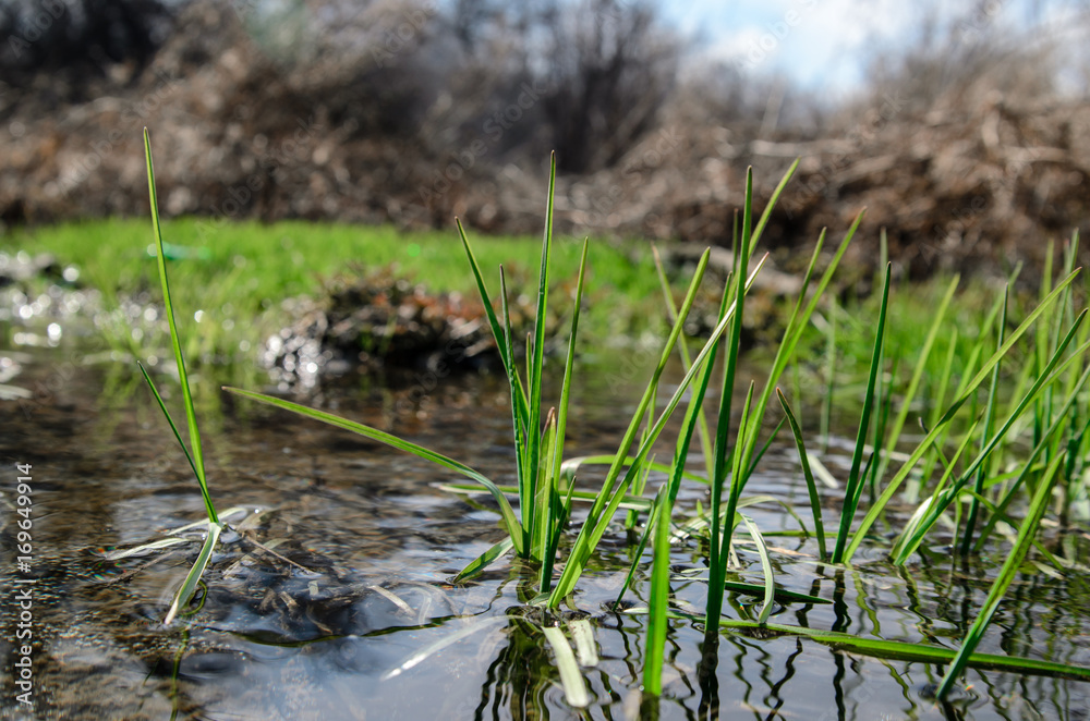 The first spring grass in water. The first spring grass in water.