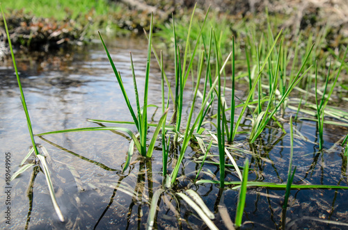 The first spring grass in water.