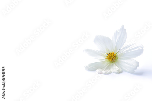 white cosmos flower isolated
