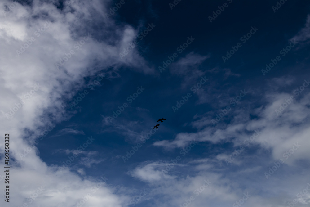 Pigeons flying around.