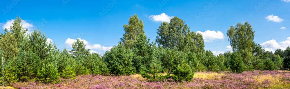 Green forest and field of heather flowers, autumn nature, panoramic vista, Poland Green forest and field of heather flowers, autumn nature, panoramic vista, Poland