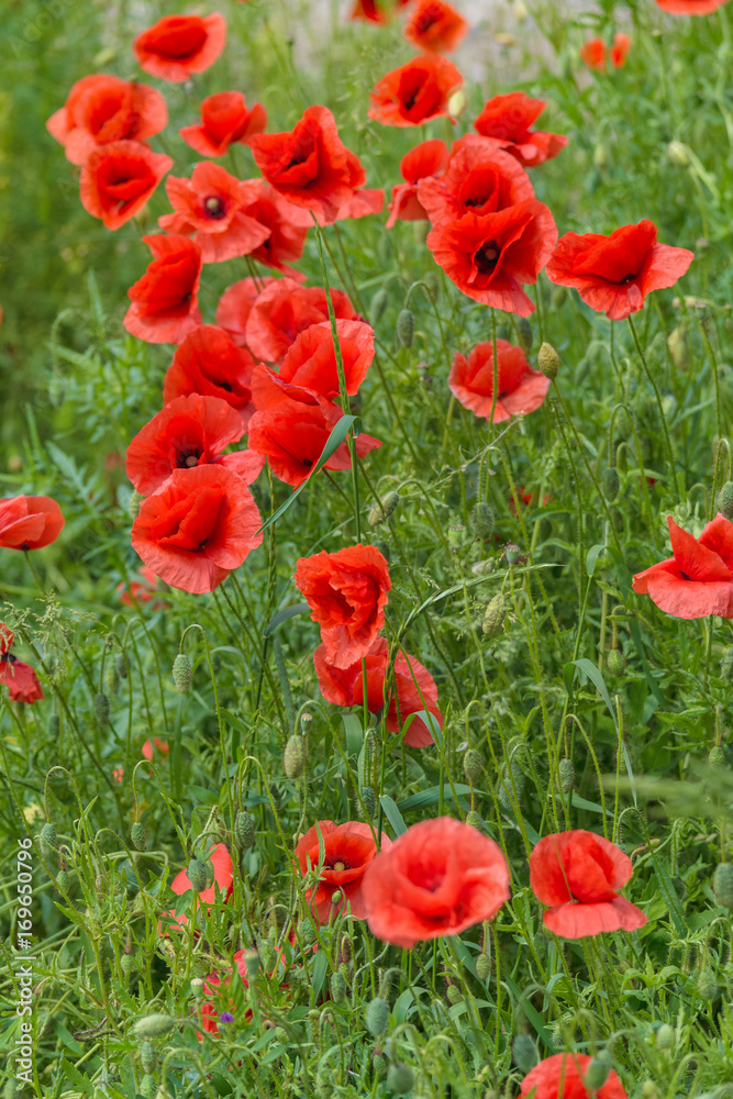 Floral background. Red poppies in green grass on a blurry background of lush meadow Floral background. Red poppies in green grass on a blurry background of lush meadow