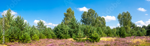 Green forest and field of heather flowers, autumn nature, panoramic vista, Poland