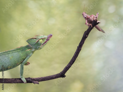chameleon hunting an insect. Green background, wildlife