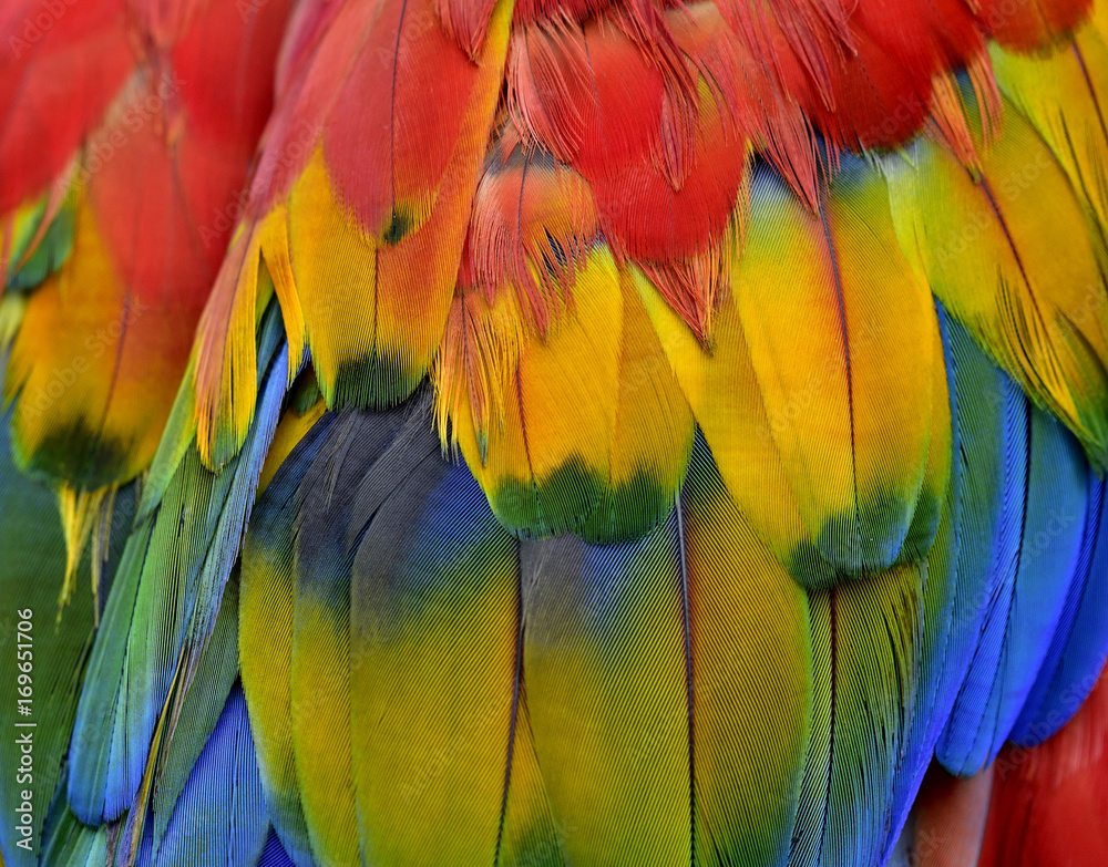 Fototapeta Bautiful red, blue and yellow texture of Scarlet macaw parrot bird's wing feathers, fascinated background