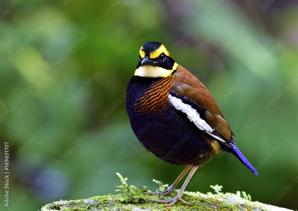 Fototapeta premium Banded Pitta (Hydrornis guajana) chubby dark blue with brown back and fire head bird perching on mossy ground in the nature