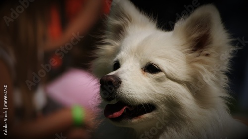 Cheerful dog