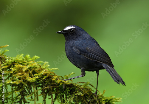 Beautiful dark blue bird with white eye brow perching on mossy branch in nature, Male of White-browed Shortwing (Brachypteryx montana)