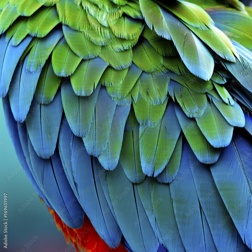 Obraz premium Blue green with orange spot background part of macaw parrot bird feathers, beautiful nature texture