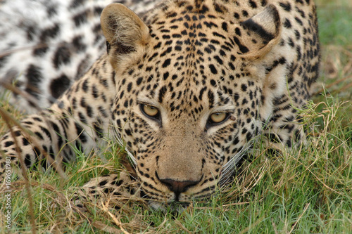 Close up of male Leopard face