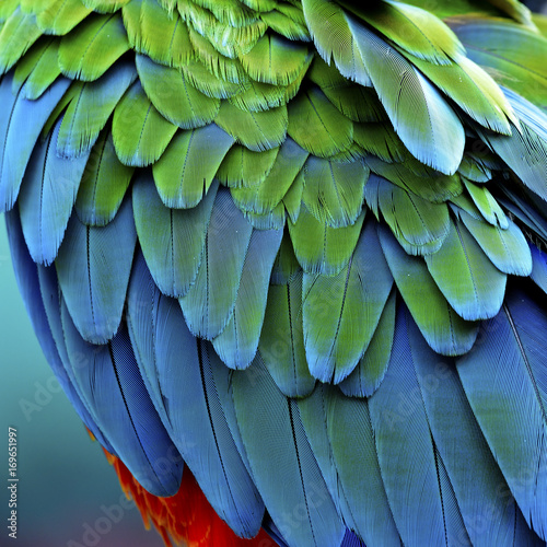 Blue green with orange spot background part of macaw parrot bird feathers, beautiful nature texture