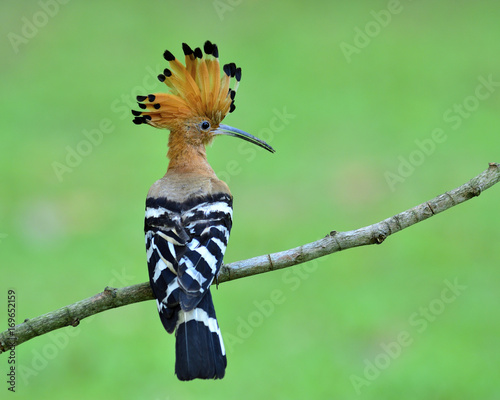 Common Hoopoe (Upupa epops) beautiful brown bird with crested head perching on a branch with back feathers profile, exotic nature © prin79