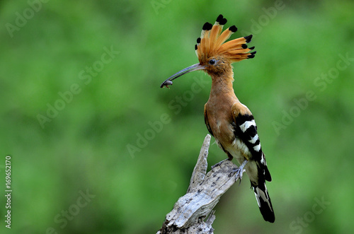 Common Hoopoe (Upupa epops) beautiful brown bird with crested head perching on a log carrying cockroach to feed its chicks, exotic nature