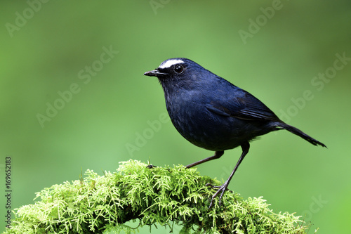 Dark blue bird with white eye brow standing over mossy branch on blur green background, White-browed Shortwing (Brachypteryx montana) photo