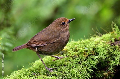 Female of White-browed Shortwing (Brachypteryx montana) beautiful brown bird perching on mossy ground in nature, exotic nature photo