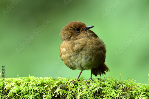 Quadro su tela Female of White-browed Shortwing (Brachypteryx montana) beautiful brown bird sle