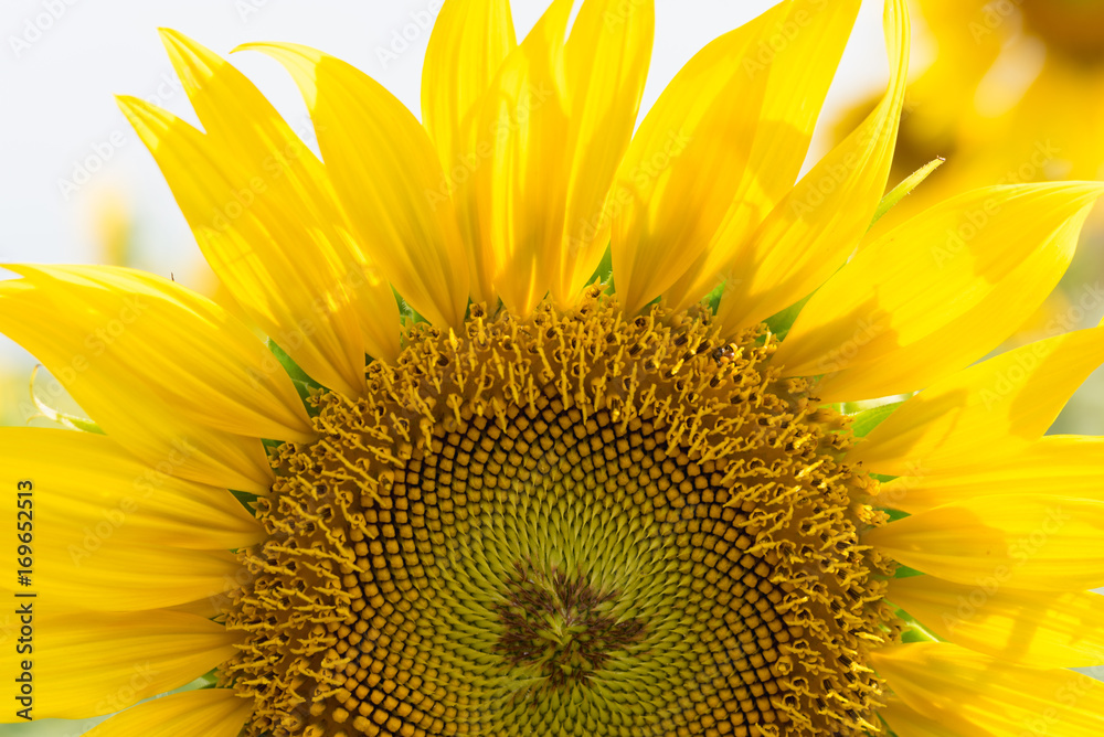Naklejka premium close up sunflower