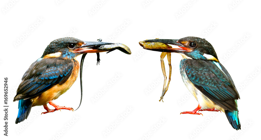 Carte Collection Fry N°29 – Martin-pêcheur (Kingfishers) – Avant-guerre UK