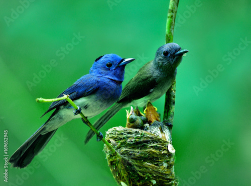 Parents of Black-naped monarch flycatcher (Hypothymis azurea) beautiful blue birds perching on nest guarding their baby chicks in feeding season, happy nature family