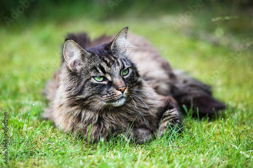 Tabby long haired cat lying on the grass in summer.