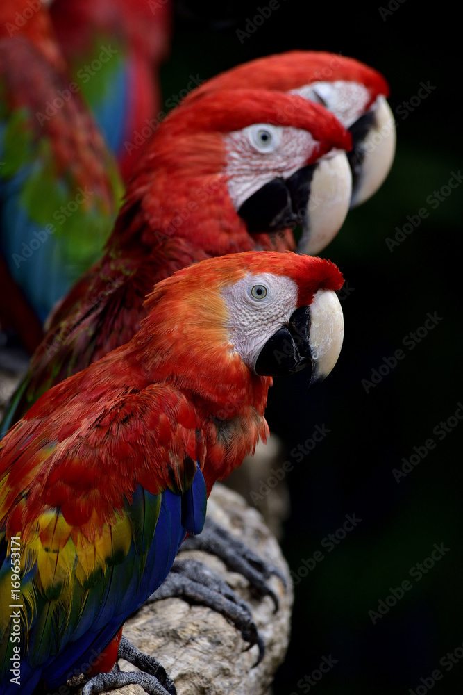 Triple Scarlet macaw parrots gathering on the log over dark background, beautiful animal