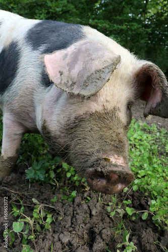 Zur Seite schauendes Bentheimer Landschwein photo