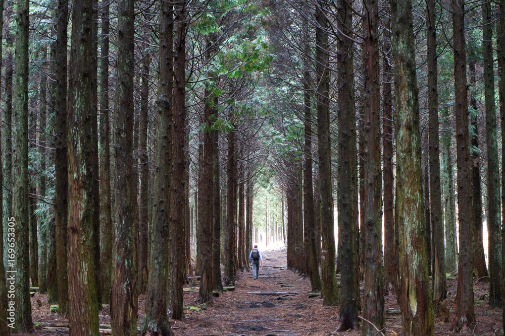 Obraz premium Man walking through cedar forest