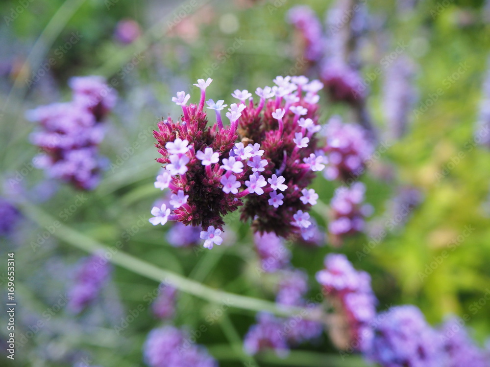 Lila Blume Nahaufnahme, botanischer Garten Köln