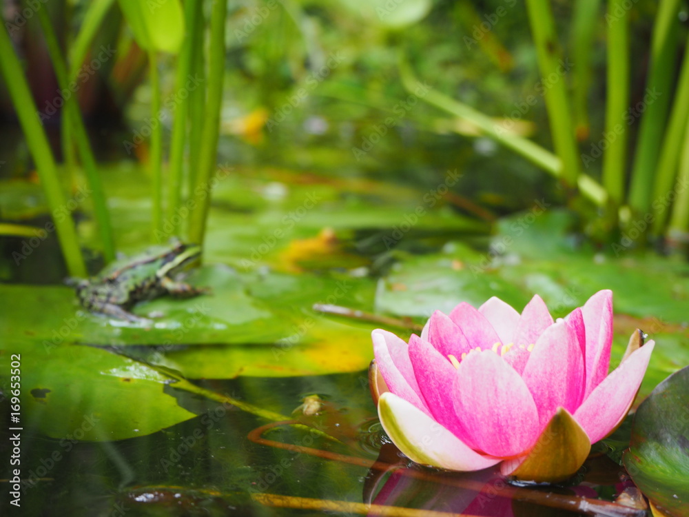 Frosch im Teich mit Seerose pink, botanischer Garten Köln