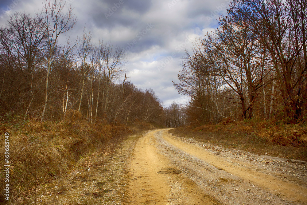 Forest road on Petrova gora mountain, Croatia Forest road on Petrova gora mountain, Croatia