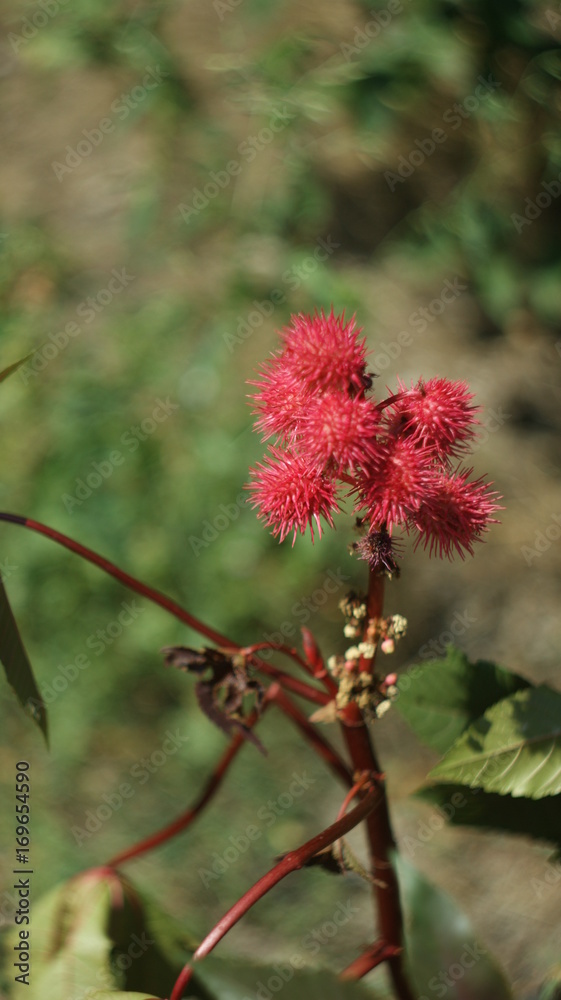 Ricinus. Ricin.Castor-oil plant. oil. Burgundy sheet. plant. nature. Ricinus. Ricin.Castor-oil plant. oil. Burgundy sheet. plant. nature.
