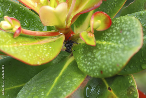 Aranha-saltadora (Salticidae) | Jumping spider photo