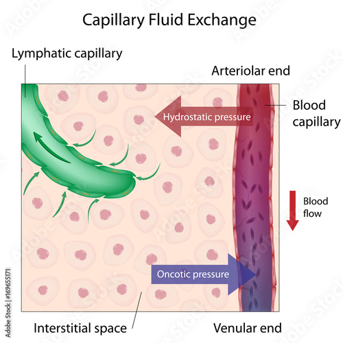 Capillary Fluid Exchange