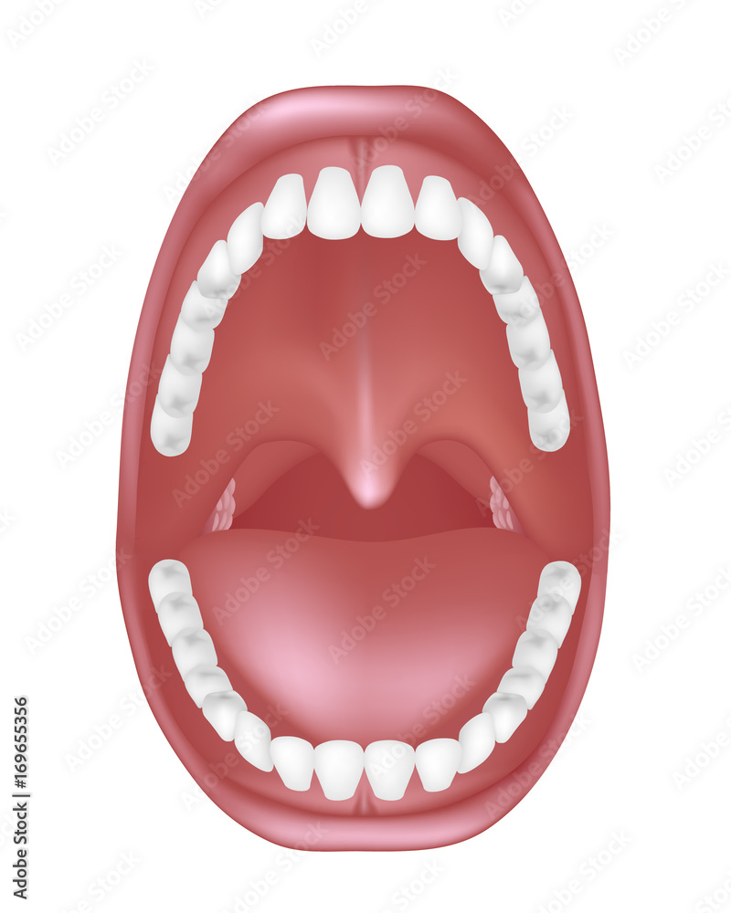 Mouth anatomy Stock Illustration Adobe Stock