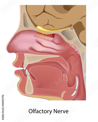 Olfactory nerve - nerve of smell photo