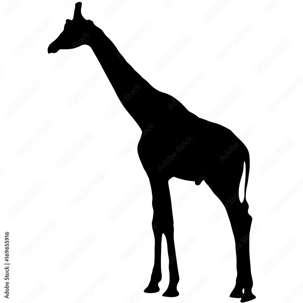 Naklejka premium black silhouette of a giraffe. isolated vector illustration