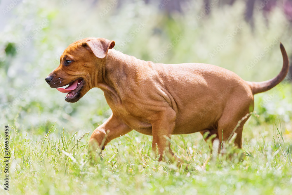 Rhodesian Ridgeback puppy walking on the meadow