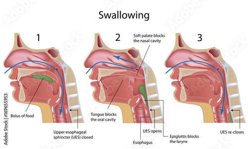 Swallowing reflex, labeled.  photo