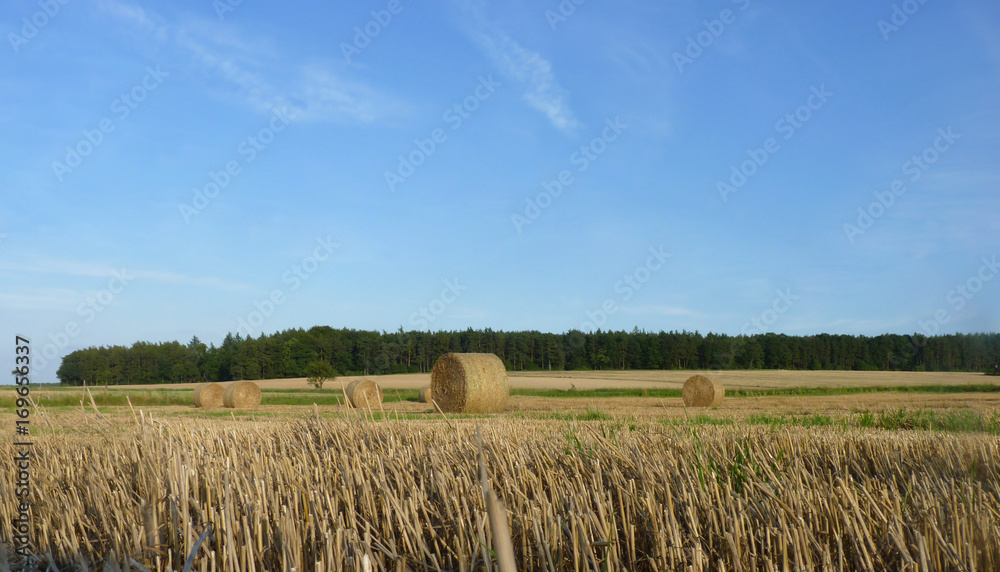 Hay Straw Bales on the Stubble Field,  Blue Sky and Forest Background
